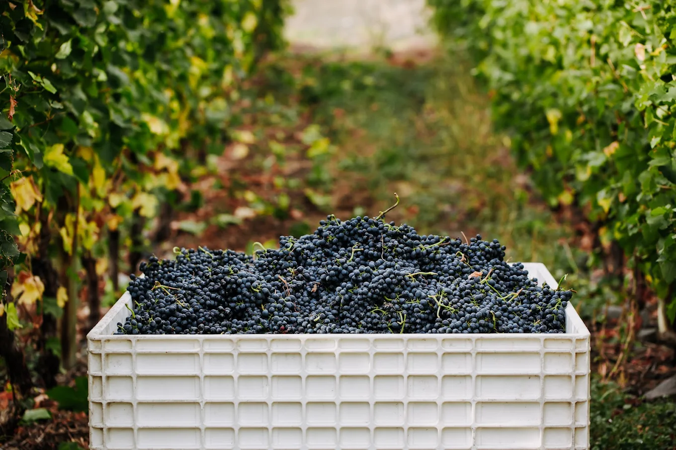 Grapes at Gold Hill Winery