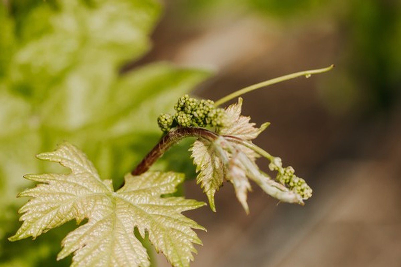 Fern at Gold Hill Winery