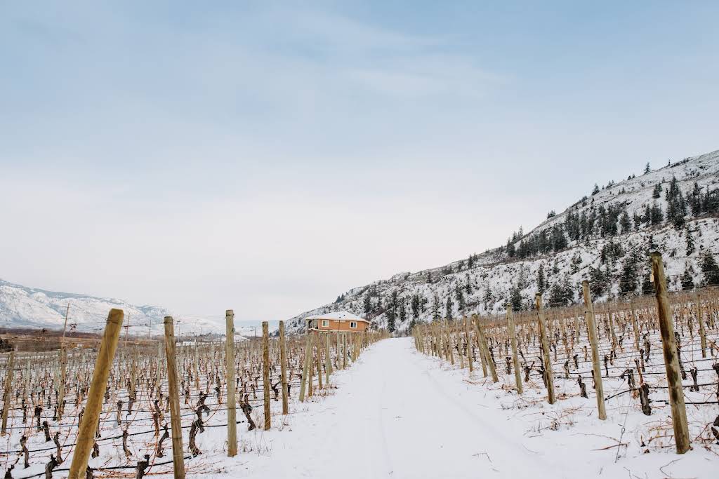 Gold Hill Vineyard coverd in snow in winter