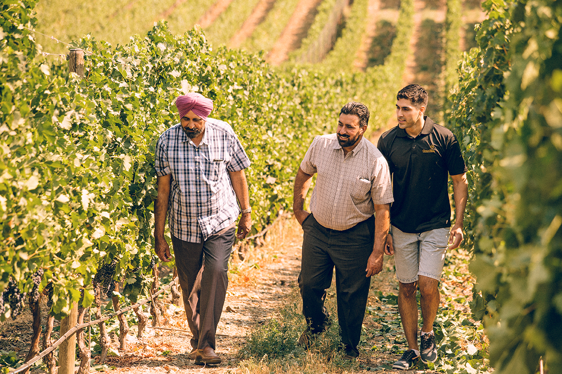 People walking in the Gold Hill Vineyard